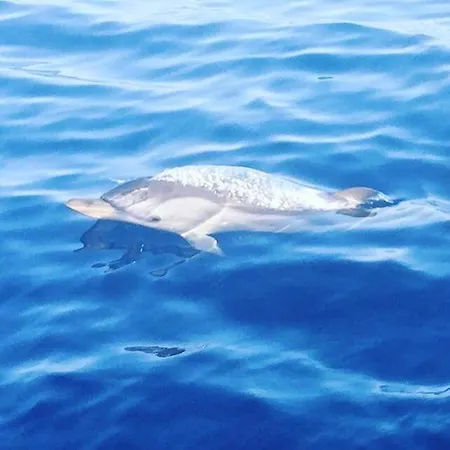 Brezza Di Mare In Con Giardino E ,casa Vacanze Al Mare Vila
